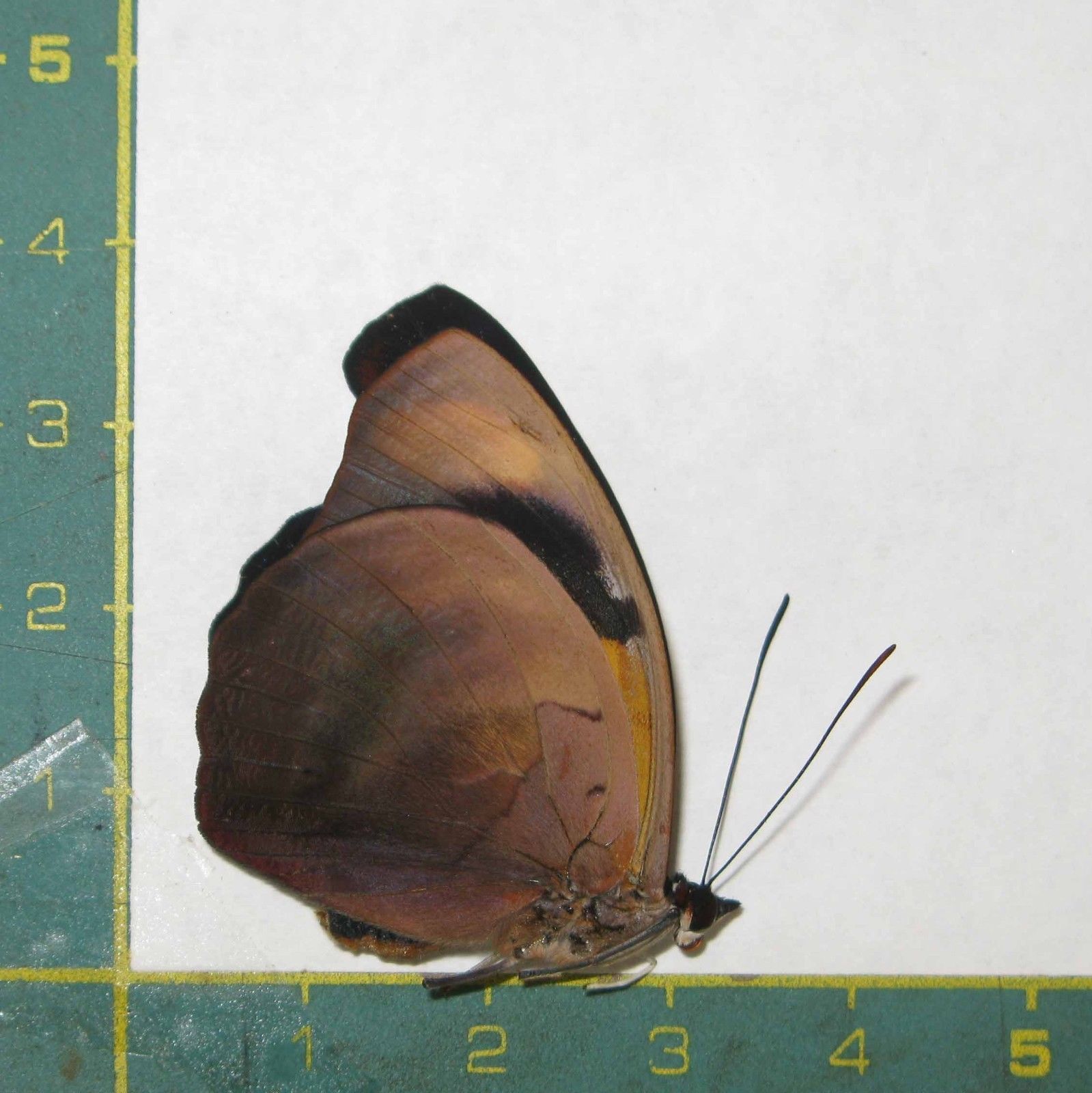 Catonephele numilia esite (gynandromorph 7) (Internet Image property of respective owner, non-commercial use only)